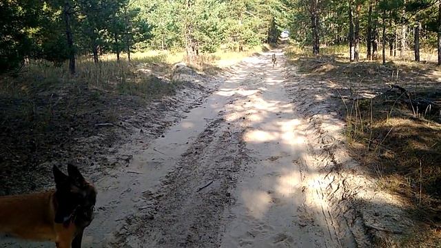 Ирландский волкодав Бьярне. Прогулка в лесу.