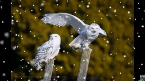 Голоса птиц : полярная (белая) сова