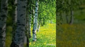 Россия - колокольчик перезвонный... всей душой люблю тебя...