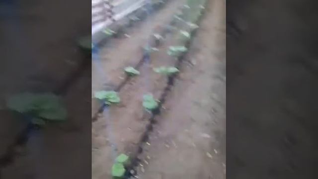 Профилактика корневой гнили! смотреть онлайн