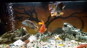 Аквариум с цихлидами