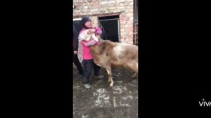 Порода овец "Арашан", бонитировка (чипирование). 05.01.2022 #бараны#арашан#кочкоры#гиссар