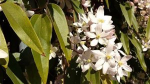 Clematis Armandii