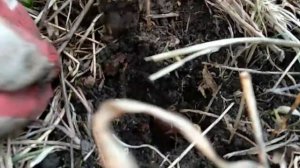 Посадка желудей с. Выпово, Владимирской области.