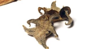 Нападения: Самые ядовитые и опасные гусеницы