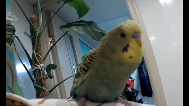 Волнистый попугайчик Чика учиться говорить 🦜 смотреть онлайн