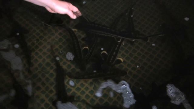 выращивание осетра в домашних условиях