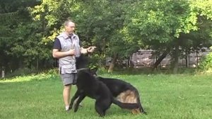 Дрессировка собак трюки Флинт и Кадо