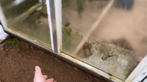 Выращивание Конского Каштана из орешков. Посадка орехов Конского Каштана. Часть 1.
