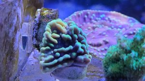 Морской аквариум. Простые кораллы