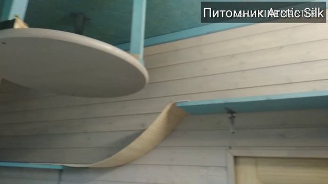 ДОМИК ДЛЯ КОТЯТ//питомник бурм Arctic Silk смотреть онлайн