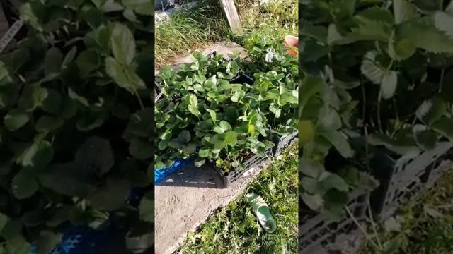 Пришла рассада клубники. Обработка перед посадкой. #клубникатюмени смотреть онлайн