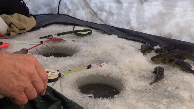 Ротан клевал как из пулемета... смотреть онлайн