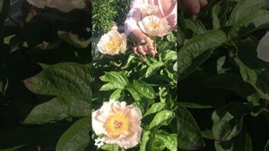 Лунная дорога пион. Пулков сад (2022 г)