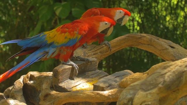 Our Planet | Birds Of The World 4K - Relaxing Music With Colorful Birds In The Rainforest