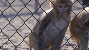 Дарвин ошибался? Проблемы теории эволюции.