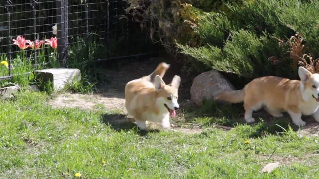 Щенки вельш корги пемброк FUNKYFOX LITTER B смотреть онлайн