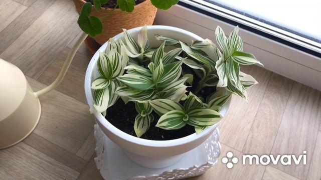 Комнатные растения. Обзор подоконника в детской комнате. смотреть онлайн