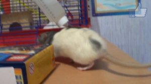 Ручная крыса (Дамбо). СМЕШНЫЕ МОМЕНТЫ!!!