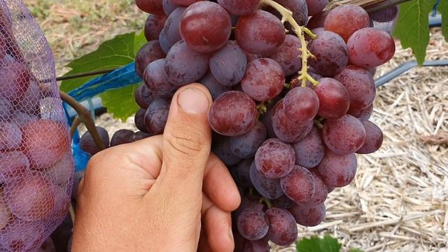 Клубничный 2021 смотреть онлайн