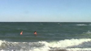 Все дельфины в ураган уплывают в океан