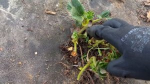 Однолетние, двух и трёхлетние кусты клубники. Разница и какие всё таки лучше.