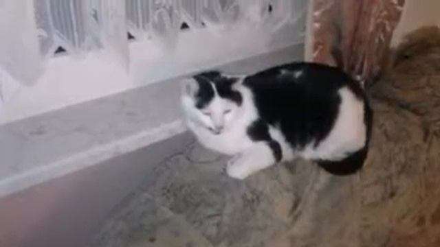 Hauskatzen in Schkeuditz смотреть онлайн