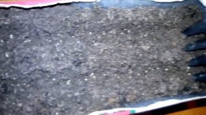 Посадка зелени сельдерей листовой Сенеж на расаду