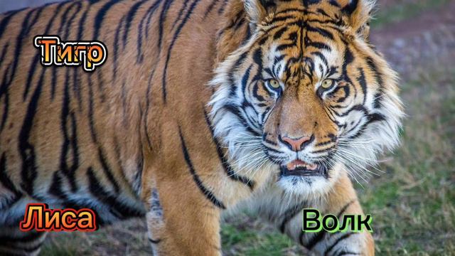 Эдит: Тигр, Лиса, Волк! смотреть онлайн