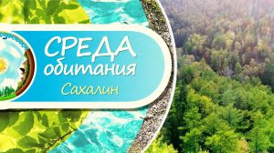 20 миллионов деревьев высадят на Сахалине. Среда Обитания 21.09.23