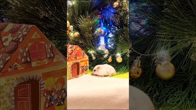 Хомяк и Новый год #shorts