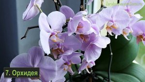 15 растений для выращивания дома на продажу