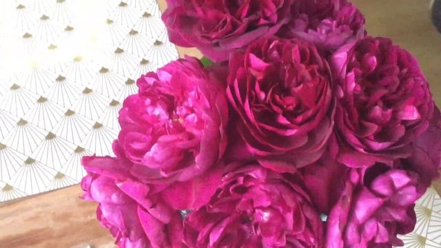 Darcey Bussel vs Munstead Wood | David Austin Roses смотреть онлайн