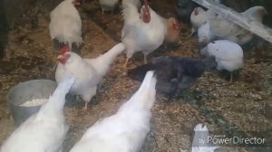 МОЁ ХОЗЯЙСТВО. Козы, куры, заготовки, ассортимент.