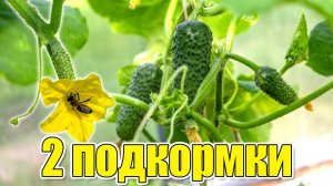 Две основные подкормки моих ЭКО БИО огурцов