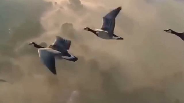 берегите птиц!