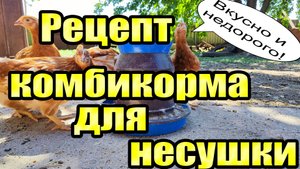 Корм для кур СВОИМИ РУКАМИ!