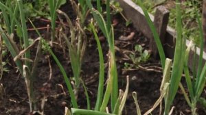 Голова садовая - Лечение лука от пероноспороза