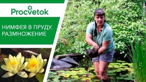 Когда менять воду в пруду. НИМФЕЯ посадка, уход, размножение