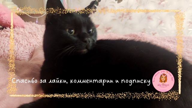 🌱 И кто говорит, что котики не дружные? 👀😁 Когда нужно что-то своровать, 🍴🍱нашкодить или согреться смотреть онлайн