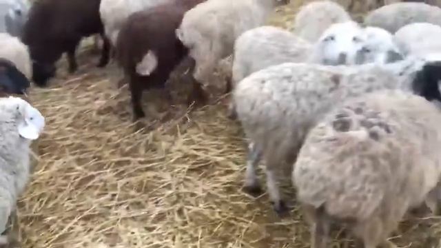 Как держит стадо баранов. Забой баранов. смотреть онлайн
