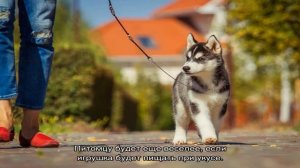 Когда кормить собаку: до или после прогулки