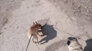 Состоится Ли Вязка Французского Бульдога?  Вопрос Открыт