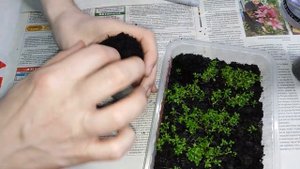 Камнеломка!!! Пикировка!!! Сорта которые плохо взошли!!!