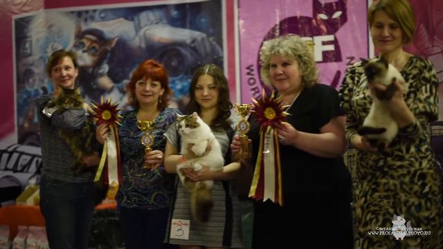 МЕЖДУНАРОДНАЯ ВЫСТАВКА КОШЕК КЛУБА ФЕЛИСИТИ 11 12 марта 2017 смотреть онлайн