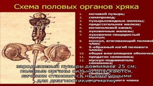 Методы определения беременности у кобыл