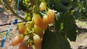 Формы винограда Индиго, Незабудка, Вивальди 30 июля 2024. Виноградник Щереденкова В. А.mp4