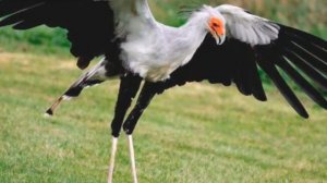 Интересные факты о птицах