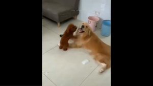 Видео Про Кошек Смотреть Бесплатно - Лучшее Из Смешных Видео С Животными 2022 Года #38