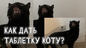 Как дать таблетки коту?